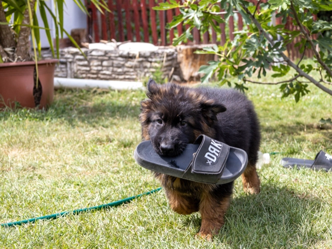 German Shepherd Dog puppy for sale