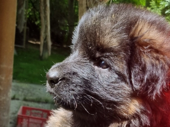 German Shepherd Dog puppy for sale