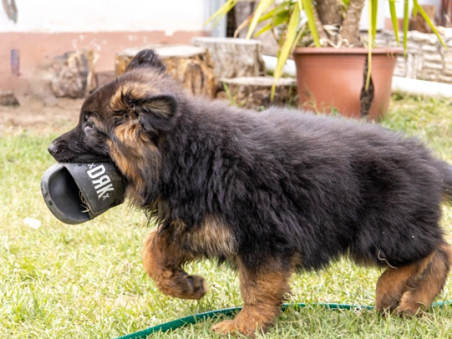 German Shepherd Dog puppy for sale