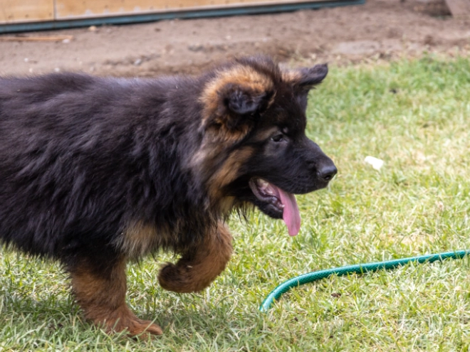 German Shepherd Dog puppy for sale