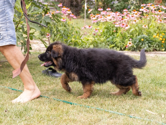 German Shepherd Dog puppy for sale