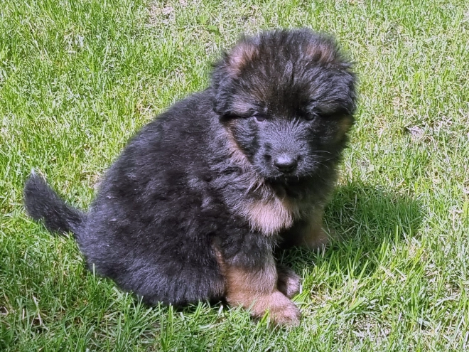German Shepherd Dog puppy for sale