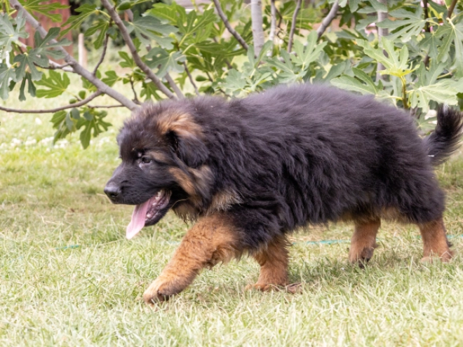 German Shepherd Dog puppy for sale