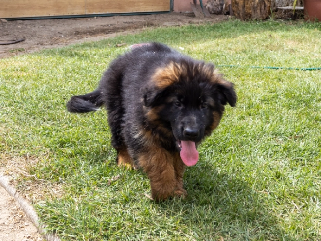 German Shepherd Dog puppy for sale