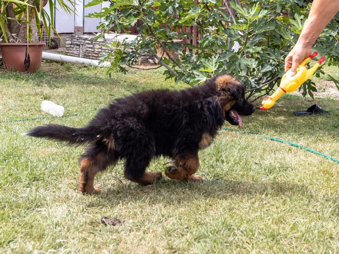 German Shepherd Dog puppy for sale
