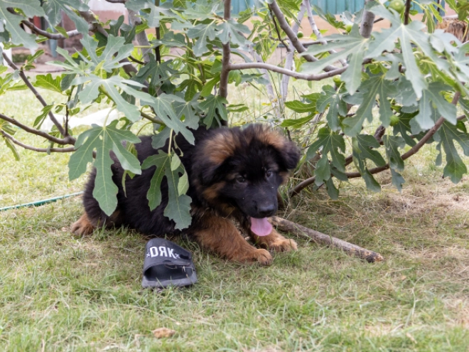 German Shepherd Dog puppy for sale