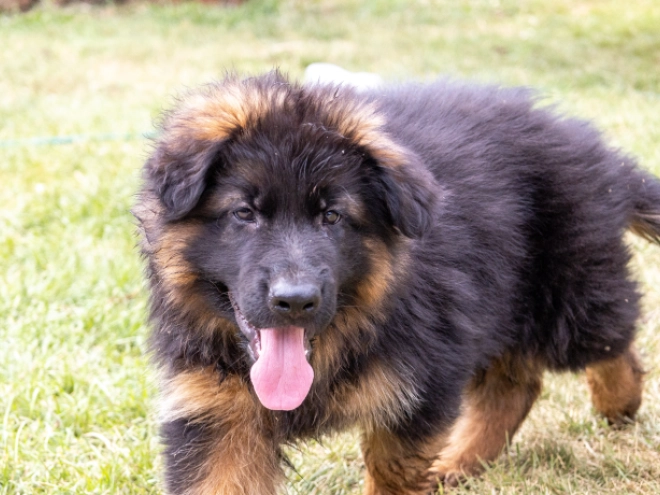 German Shepherd Dog puppy for sale