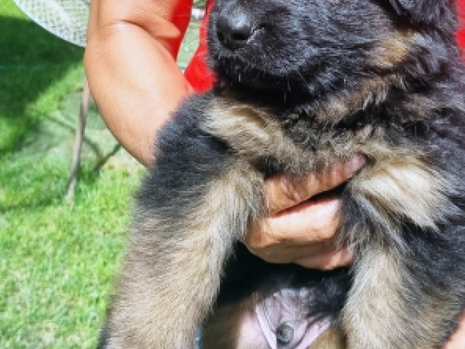 German Shepherd Dog puppy for sale