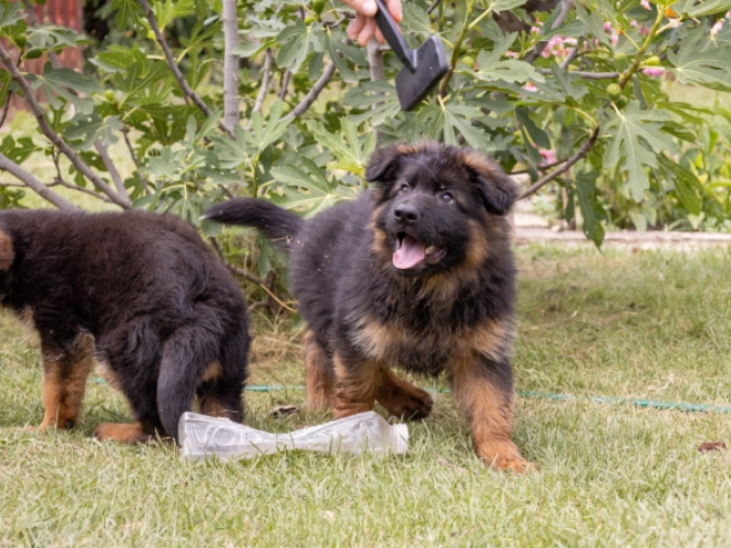 German Shepherd Dog puppy for sale