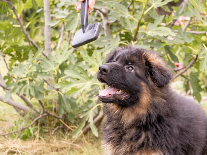 German Shepherd Dog puppy for sale