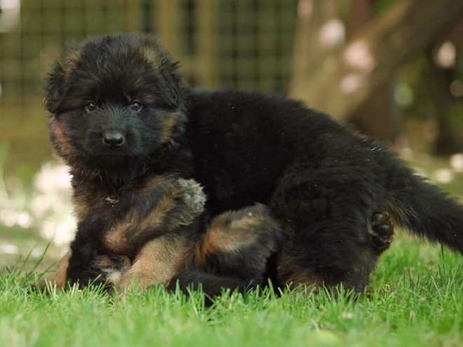 German Shepherd Dog puppy for sale