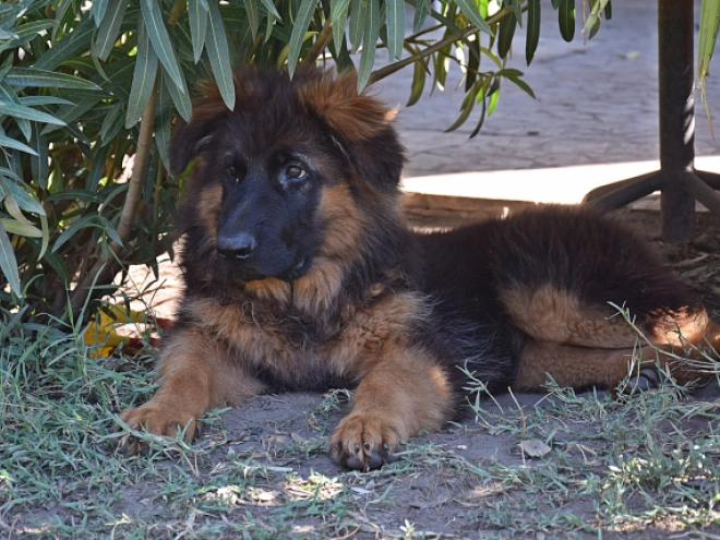 German Shepherd Dog puppy for sale