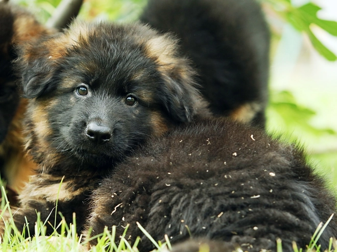 German Shepherd Dog puppy for sale