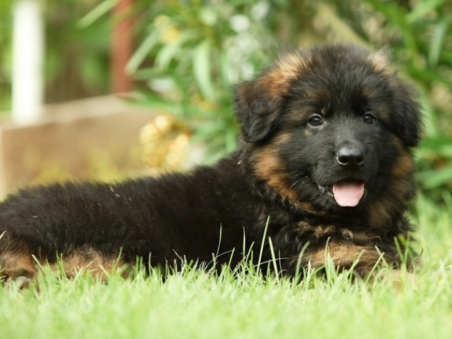 German Shepherd Dog puppy for sale