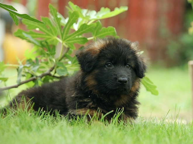 German Shepherd Dog puppy for sale