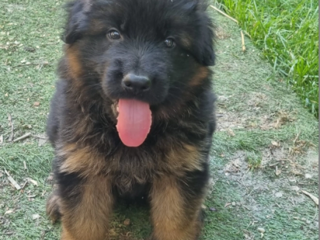 German Shepherd Dog puppy for sale