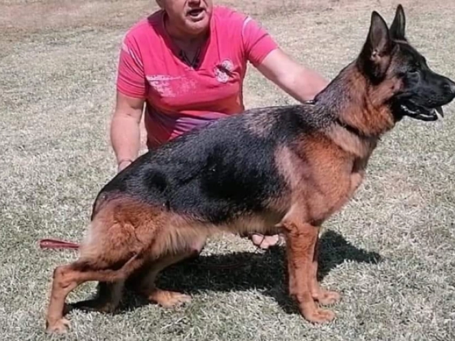 German Shepherd Dog puppy for sale