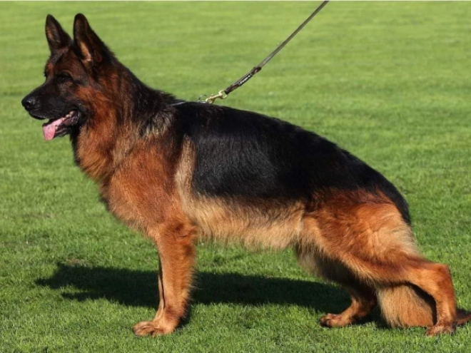 German Shepherd Dog puppy for sale