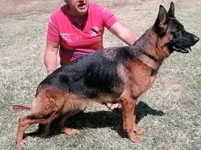 German Shepherd Dog puppy for sale