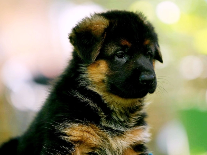 Perros Pastor Alemán en venta
