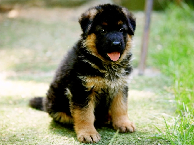 Perros Pastor Alemán en venta
