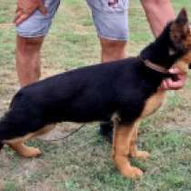 Marcia Gay Harden, black and tan German Shepherd Dog for sale
