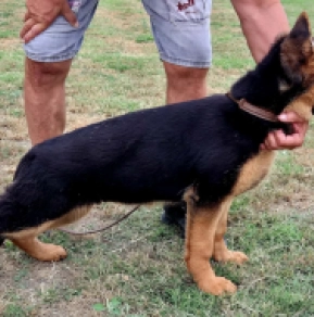 German Shepherd Dog puppy for sale