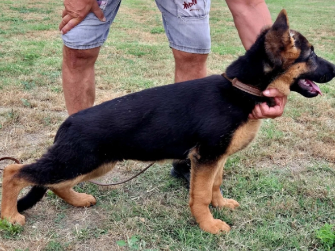 Perros Pastor Alemán en venta