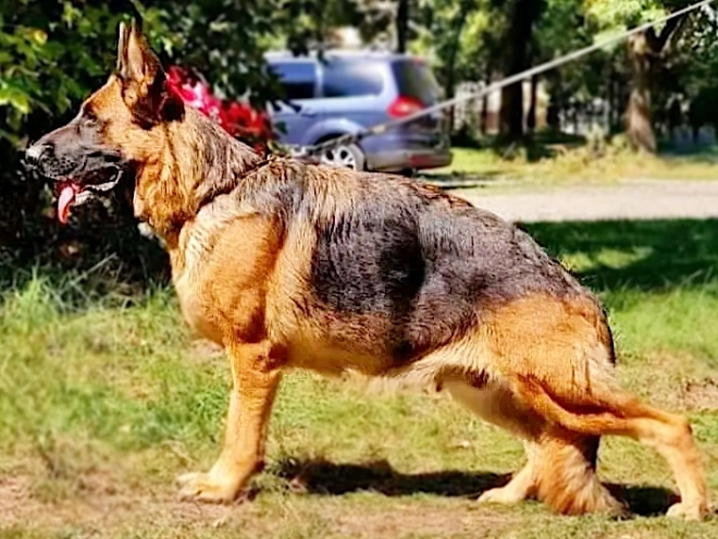 Perros Pastor Alemán en venta