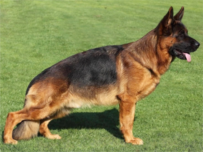 Perros Pastor Alemán en venta