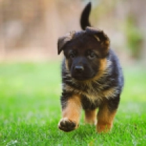 Elsa, black and tan German Shepherd Dog for sale