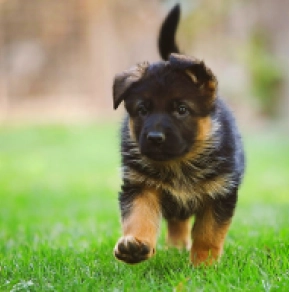 German Shepherd Dog puppy for sale