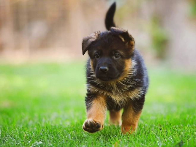 German Shepherd Dog puppy for sale