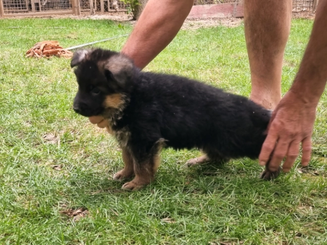 German Shepherd Dog puppy for sale