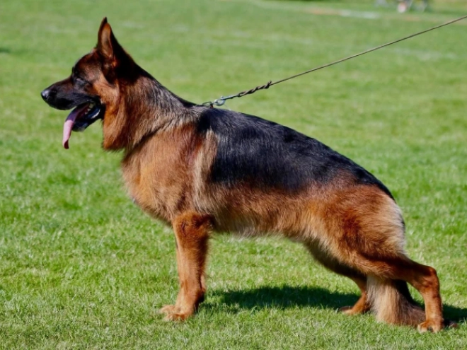 German Shepherd Dog puppy for sale