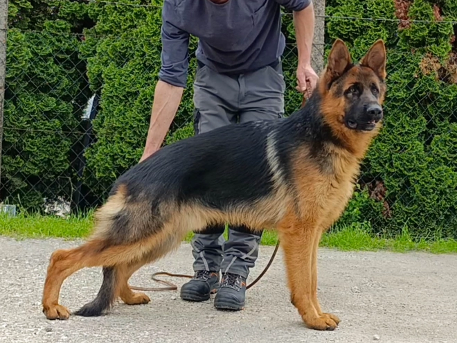 Deutscher Schäferhund Welpe kaufen