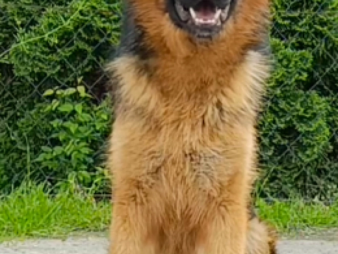 Deutscher Schäferhund Welpe kaufen