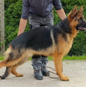 Deutscher Schäferhund Welpe kaufen
