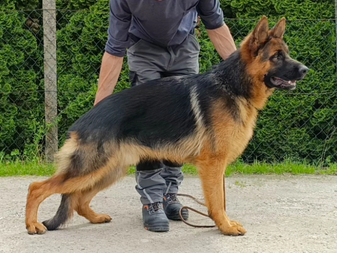 Deutscher Schäferhund Welpe kaufen