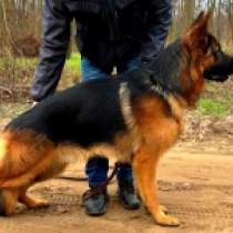 OnlyOne, black and tan Pastor Alemán en venta
