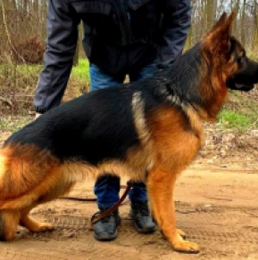 Deutscher Schäferhund Welpe kaufen