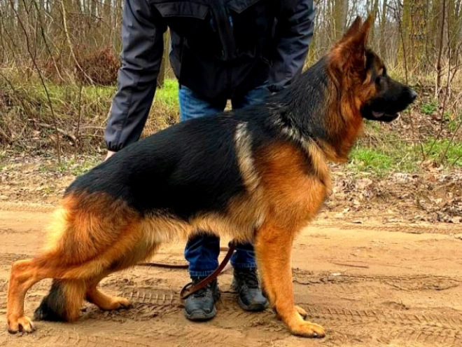 German Shepherd Dog puppy for sale