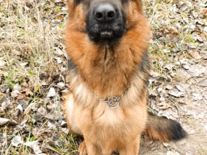 German Shepherd Dog puppy for sale
