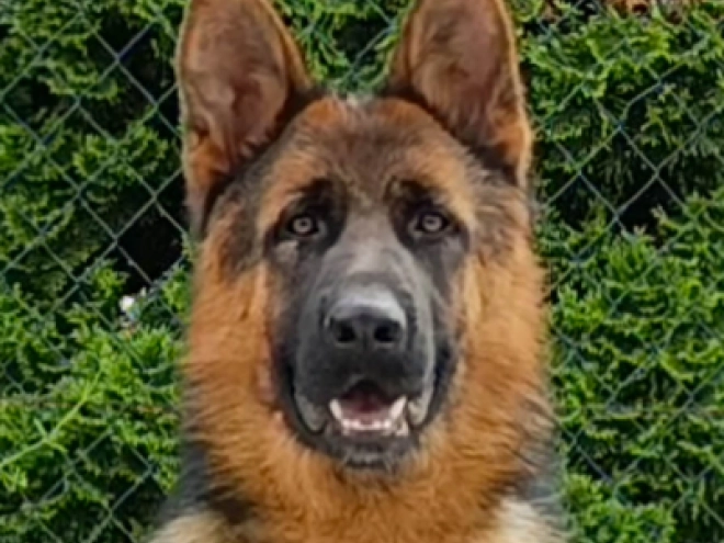 Deutscher Schäferhund Welpe kaufen