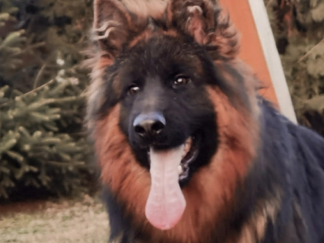 German Shepherd Dog puppy for sale