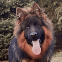 Deutscher Schäferhund Welpe zu verkaufen