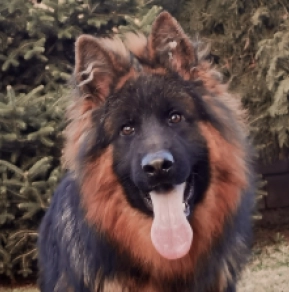 German Shepherd Dog puppy for sale