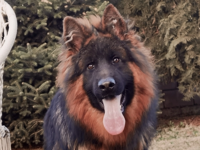 German Shepherd Dog puppy for sale