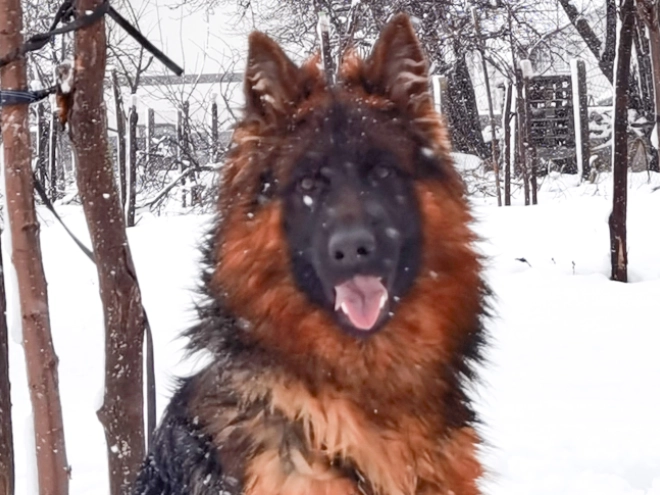 German Shepherd Dog puppy for sale
