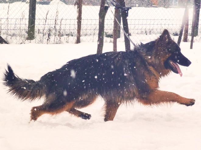 German Shepherd Dog puppy for sale